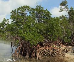 Image result for Rhizophora racemosa