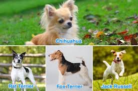 Chihuahua Terrier Mix What Its Like To Own One All