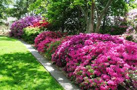 Instead, try pouring vinegar on the weed. 30 Amazing Vinegar Uses In The Garden Balcony Garden Web