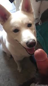 Dog licks owners dick and makes the man pretty happy