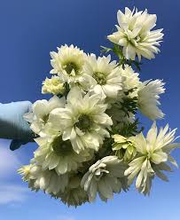 Farmers market flowers near me. Get Some Flowers In Your Life Vancouver Farmers Market