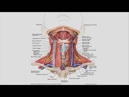 We did not find results for: Why Is There A Lump In My Neck And Do I Need To Worry Youtube