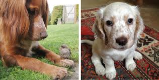 Visit dogbreeds.net to learn more about the cocker spaniel. 21 Reasons Why English Cocker Spaniels Are The Most Adorable Dogs In The World