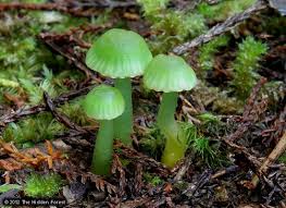 Image result for Ozoroa viridis