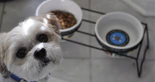 A 33 pound of dog food would contain 132 cups of dog food per bag. Shih Tzu Feeding Guide