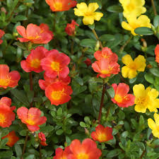 Image result for Portulaca collina