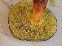 Image result for Xerocomellus diffractus