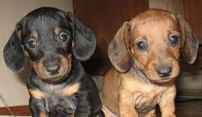 How To Choose A Dachshund Puppy Pettime
