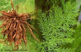 Shatavari Liliaceae Asparagus Racemosus Asparagus Root Hundred Husbands Ethnobotany Shatavari Flowers Exude An Allurin Suplementos Alimentares