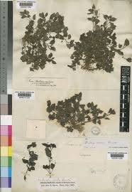 Image result for Diclis