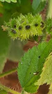 Image result for Ottelia cylindrica