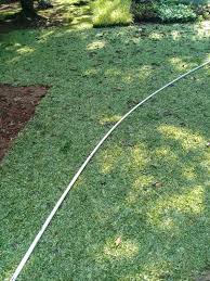 Untuk harga rumput gajah mini dapat dikatakan rumput taman yang paling terjangkau dan paling laris di pasaran. Jual Rumput Gajah Mini Varigata