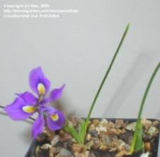 Image result for Moraea natalensis