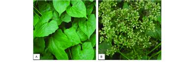 Image result for Mikania cordata