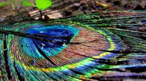 Share desktop wallpaper full screen with your friends. Full Screen Hd Photo Wallpapers Wallpaper Cave