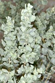 Image result for Atriplex