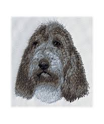 Image result for malý vendéeský hrubosrstý honič