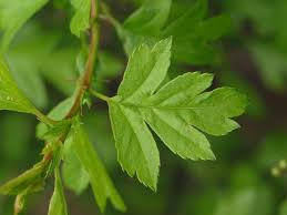 Nature hills is america's largest online plant nursery. Hawthorn How To Identify Hawthorn A Guide From Tcv