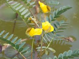 Image result for Aeschynomene multicaulis