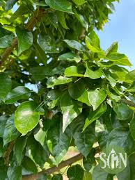 Image result for Maclura