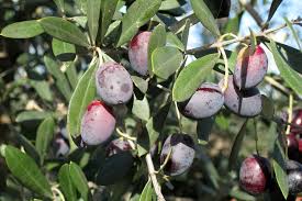 Image result for Olea europaea