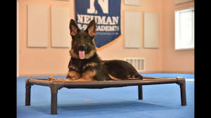 Contact us to be a part of valiant shepherds! Ruby German Shepherd Dog Puppy Camp Dog Training Video Demonstration Youtube