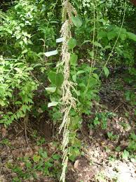 Image result for Dioscorea minutiflora