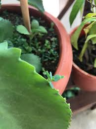 The mother of millions plant, (kalanchoe delagoensis), is a plant from the island of madagascar (and other african countries). Baby On A Baby From My Mother S Mother Of Millions Collection Succulents