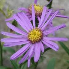 Image result for Amellus