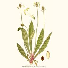Image result for Plantago