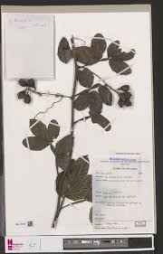 Image result for Virectaria major