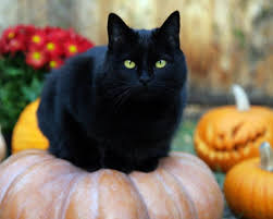 Normally 'oreo' is best for black & white male cat. Best Black Cat Names The Ultimate List 109 Ideas