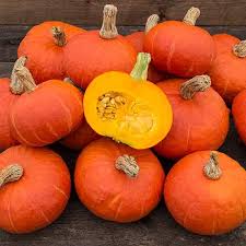 Kabocha pumpkins (cucurbita maxima, cucurbita moschata x maxima) deliver sweetness and nutty texture for minimal labor. Organic Non Gmo Sunshine F1 Kabocha Squash