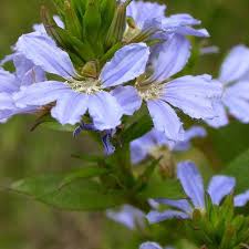 Image result for Scaevola