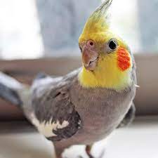 Each different bird is special in its own way. Cockatiel Problem Parrots
