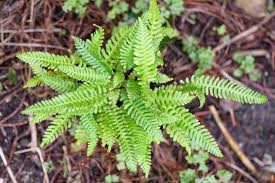 Image result for Blechnaceae