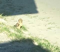 Dan zijn de marker wadden echt wat voor u. Vogel Nieuws Al Een Marker Wadden Natuurmonumenten Facebook
