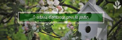 Construire autour de l'arbre cette terrasse a été construite en pont cantilever, surélevée sur un terrain pentu et 18 solutions pour ombrager les bords de piscine. 5 Arbres D Ombrage Pour Se Proteger Du Soleil Dans Votre Jardin Conseil Jardin Willemse