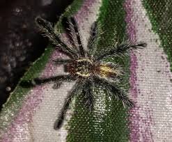 From wikipedia, the free encyclopedia. Ybyrapora Diversipes For Sale