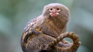 We did not find results for: Monkey Mania World S Smallest Monkey Cgtn