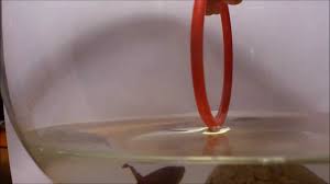 Arch Jumping Betta Fish Youtube