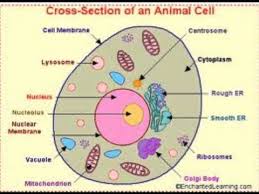 Therefore, the nucleus is the information center. Parts Of An Animal Cell Youtube