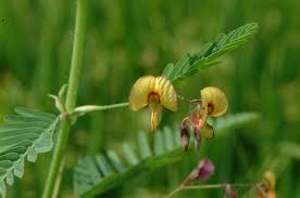 Image result for Aeschynomene