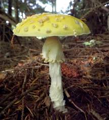 Pantherina, etc) including basics, effects, dosage, history, legal status, photos, research, media coverage, and links to other resources. Gelber Fliegenpilz Amanita Muscaria Var Formosa Syn Amanita Muscaria Var Guessowii