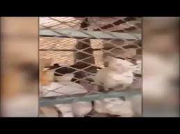 تاني فضيحة لحم القطط في جدة للمواطنين ههههههههههه Youtube