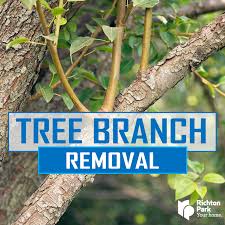 What are tree removal jobs? Tree Branch Removal Richton Park Il Official Website