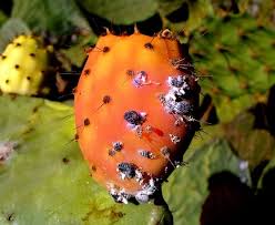 Not only is the fruit from the prickly pear cactus edible, but the leaves, or pads, are edible as well. 9 Amazing Prickly Pear Cactus Facts Balcony Garden Web