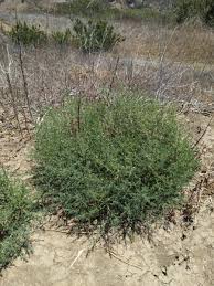 Image result for Salsola