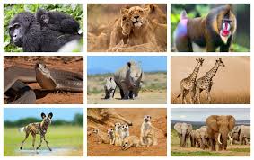 Africa is home to the largest land animal (african. 25 Animals In Africa That You Should Know About Swedish Nomad