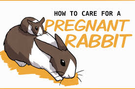 Because rabbit milk is the most caloric of all mammals, we add in one tablespoon of 100% heavy whipping cream (no sugar) to each can of kmr. Rabbit Behavior And Care During Pregnancy And Beyond